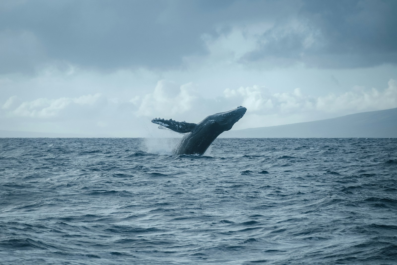 Humpback whale breaching — Samaná Bay, January through March